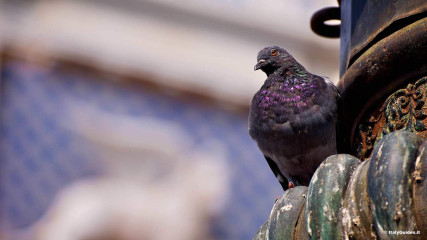 Streets and alleys: Streets and alleys of Venice