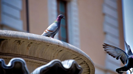 Trastevere: Fountain in Piazza Santa Maria in Trastevere