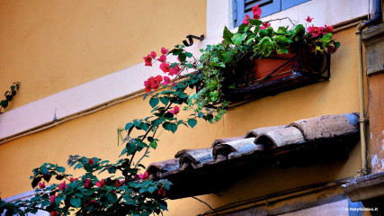 Trastevere: Trastevere