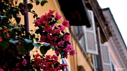 Trastevere: Trastevere