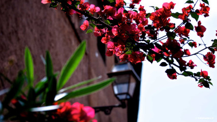 Trastevere: Trastevere