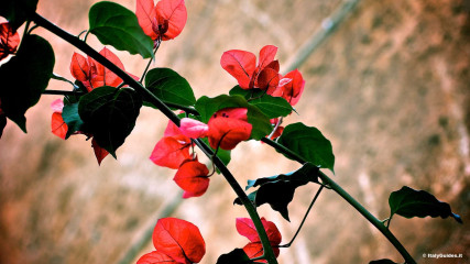 Trastevere: Trastevere