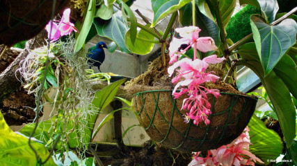 Isle of Ischia: La Mortella garden