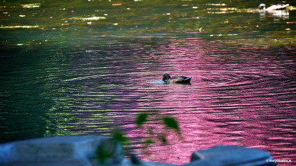 Villa Borghese: Laghetto di Villa Borghese