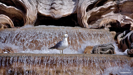Trevi Fountain in Rome: Detail of Trevi fountain