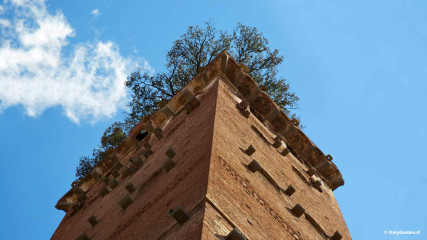Lucca: Guinigi Tower