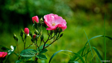Aventine: Roseto Comunale - Aventine Hill