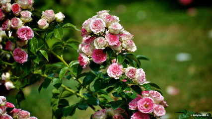 Aventine: Roseto Comunale - Aventine Hill