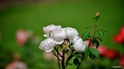 Aventine: Roseto Comunale - Aventine Hill